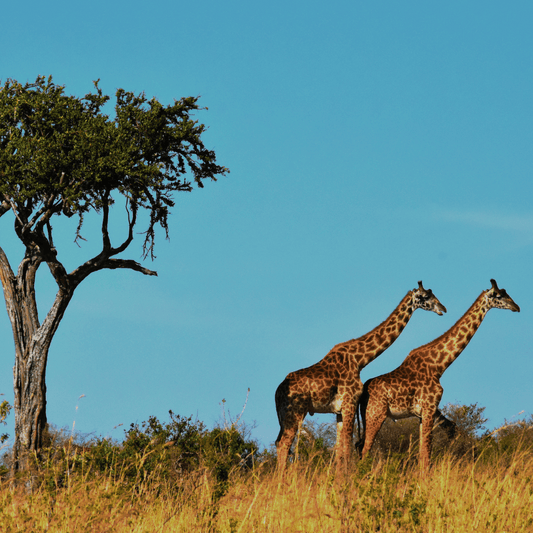 Safari Eau De Cologne